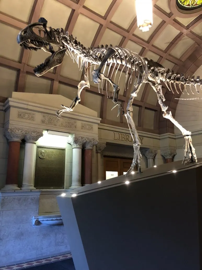 The dinosaur on display at Orton Geological Museum is free to visit in columbus, Ohio!