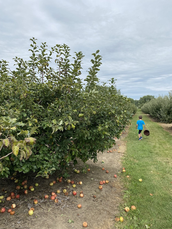 apple picking at Lawrence Orchards near Columbus, Ohio.