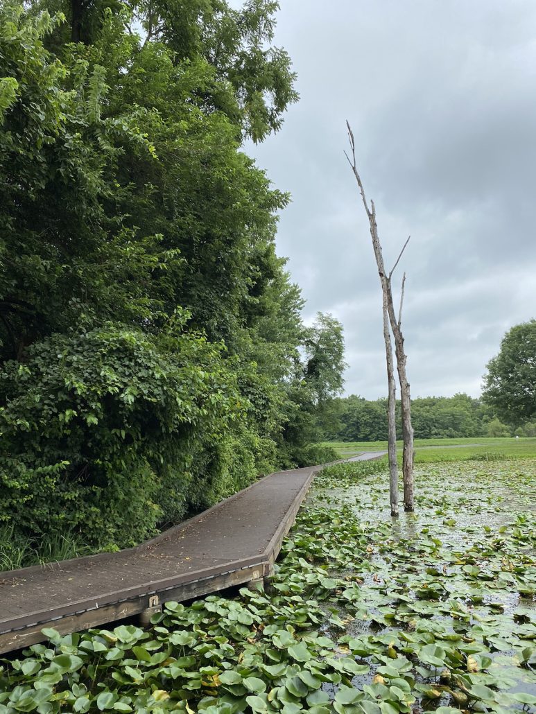 Boardwalk at Buzzard's Lake.