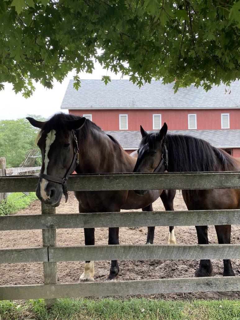 Two horses at the barn at Slate Run Farm.