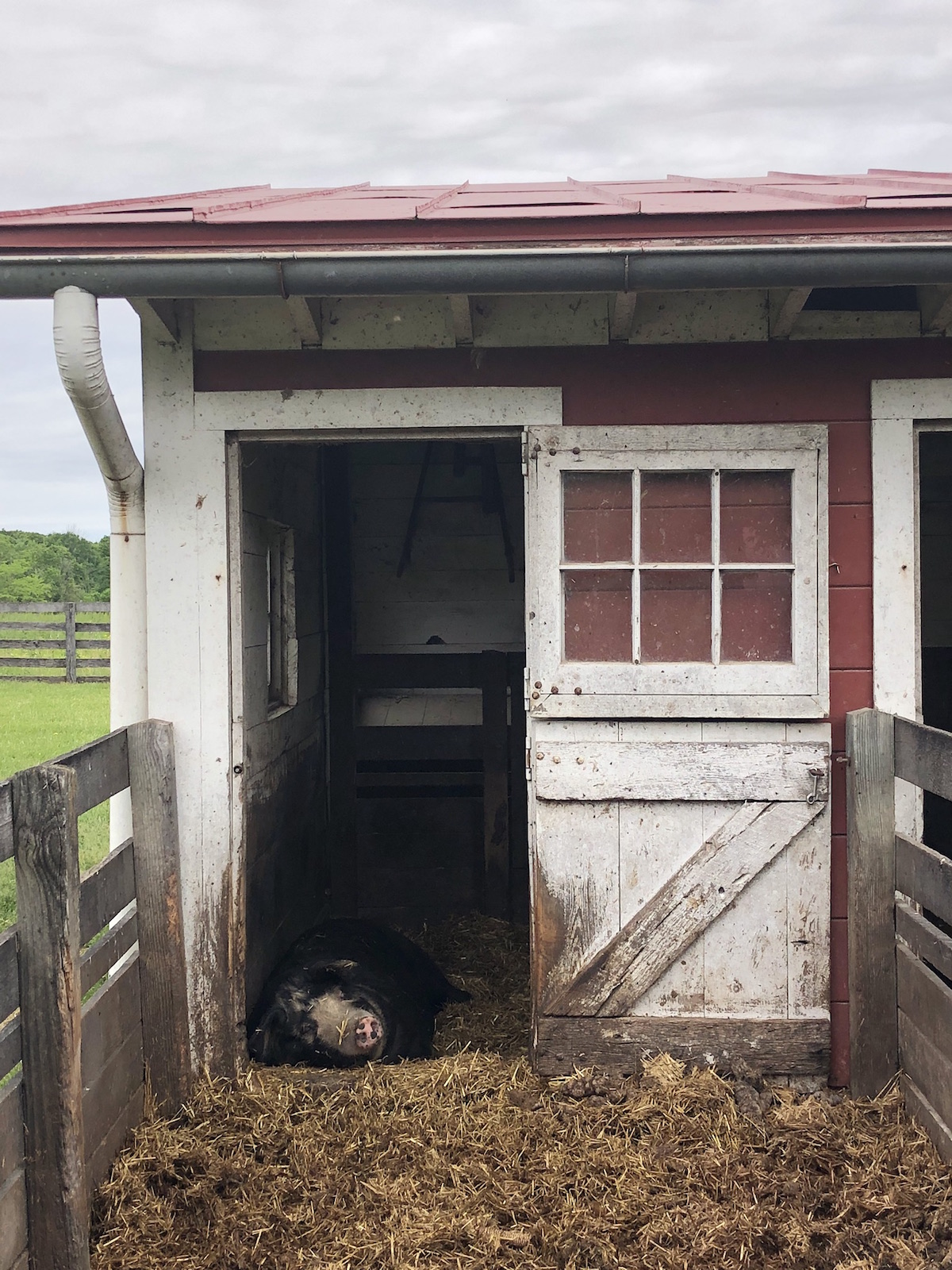A pig lying in the barn at Slate Run Metro Park Farm.