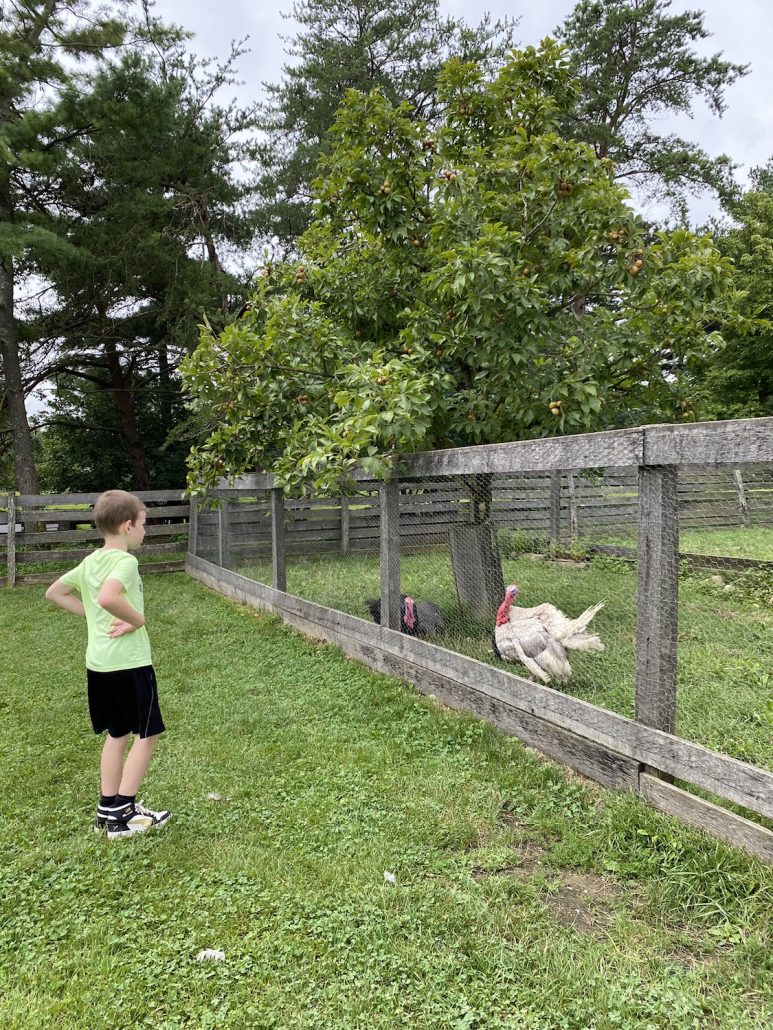 A boy watching turkeys at Slate Run Farm in Ohio.