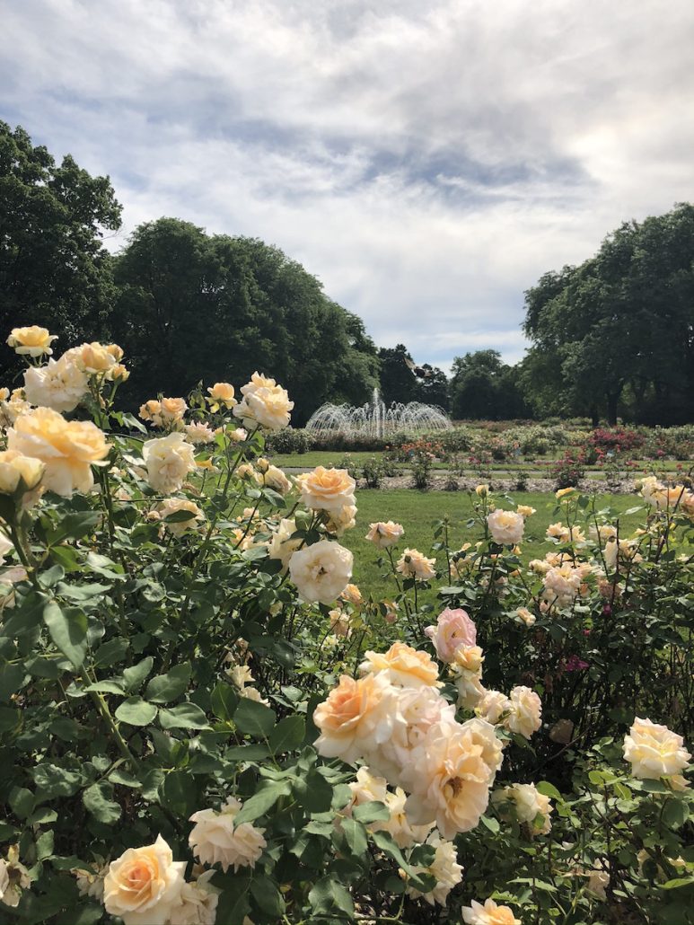 Roses at the Columbus Park of Roses, a romantic date spot in Columbus, Ohio.