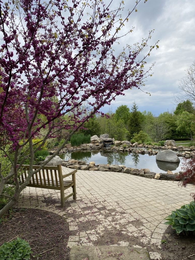 a redbud tree in front of a small pond at Secrest Arboretum in Ohio.