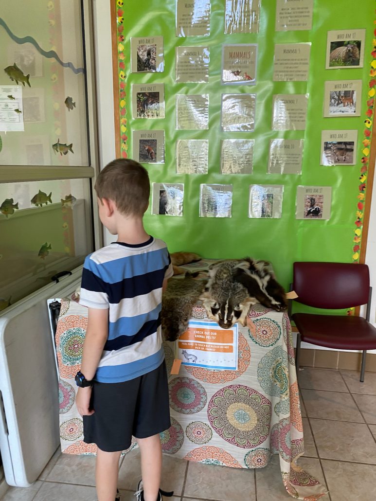 A boy looking at animal pelts in the Nature Center at Homestead Metro Park.