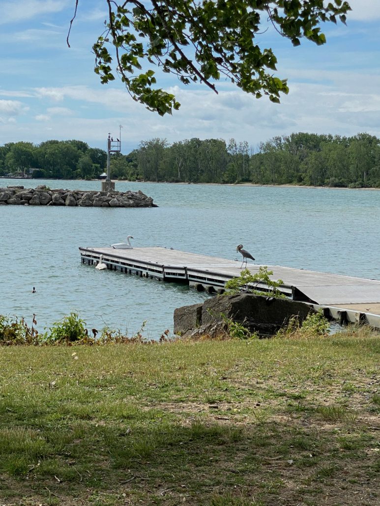 Two swans and other birds on a dock in Lake Erie.