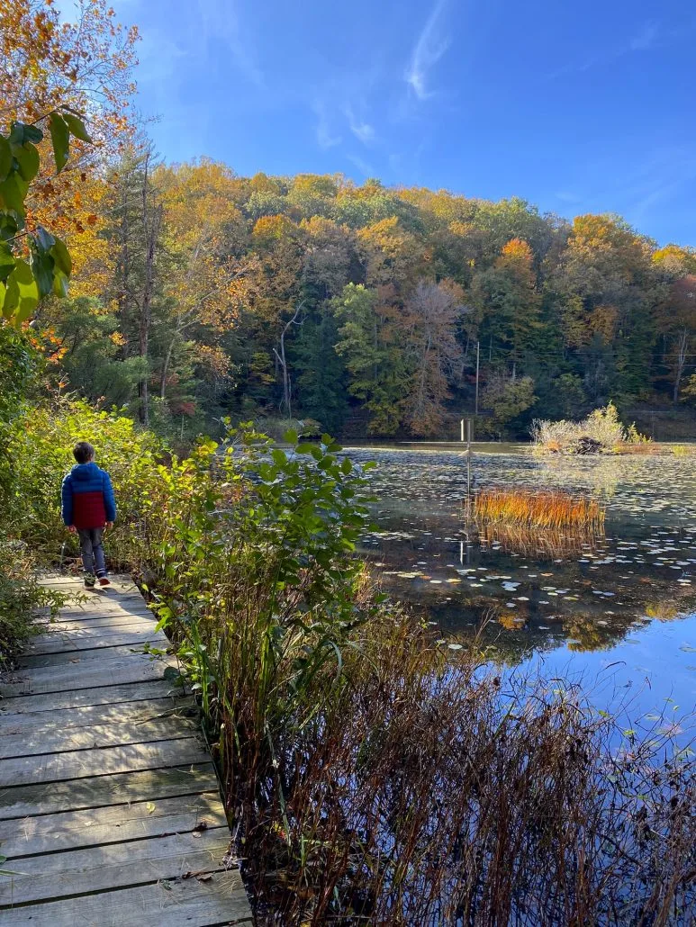 A boy walking on a boardwalk on the Pond Loop at Wahkeena Nature Preserve.