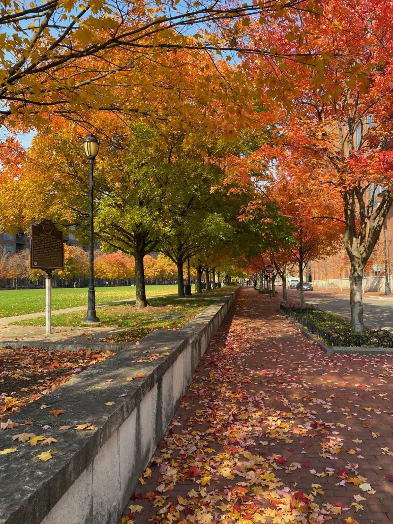 Bright red trees in McFerson Commons Park in Columbus.