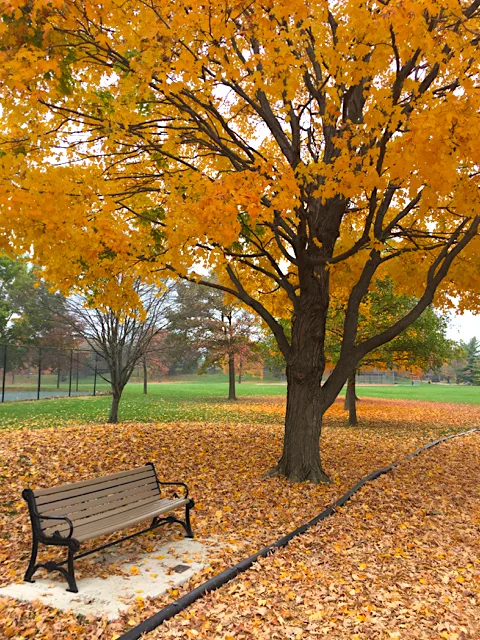 A bright yellow tree with a bench and leaves on the ground at Thompson Park in Upper Arlington, Ohio.