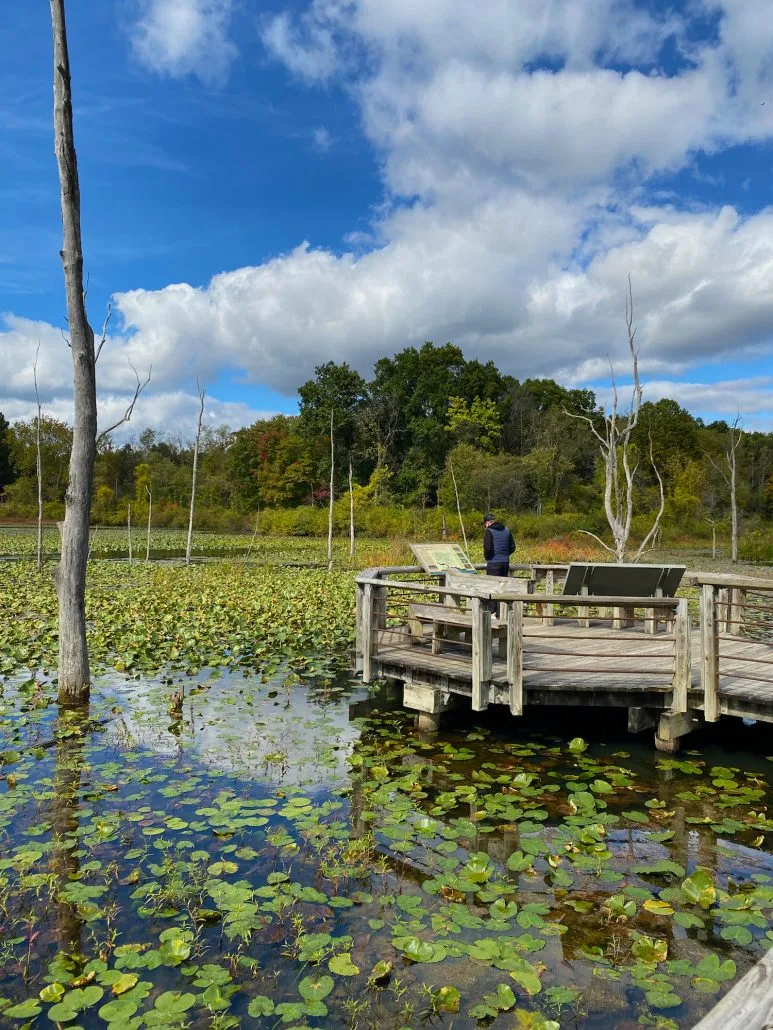 A man reading a sign on a deck at the Beaver Marsh area of Cuyahoga Valley National Park in Ohio.
