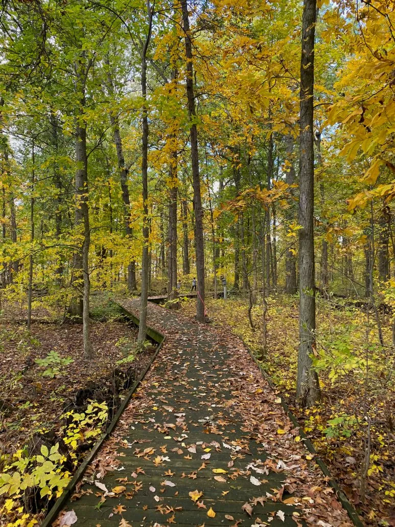 Yellow and orange leaves in a forest at Sawmill Wetlands in Columbus, Ohio.