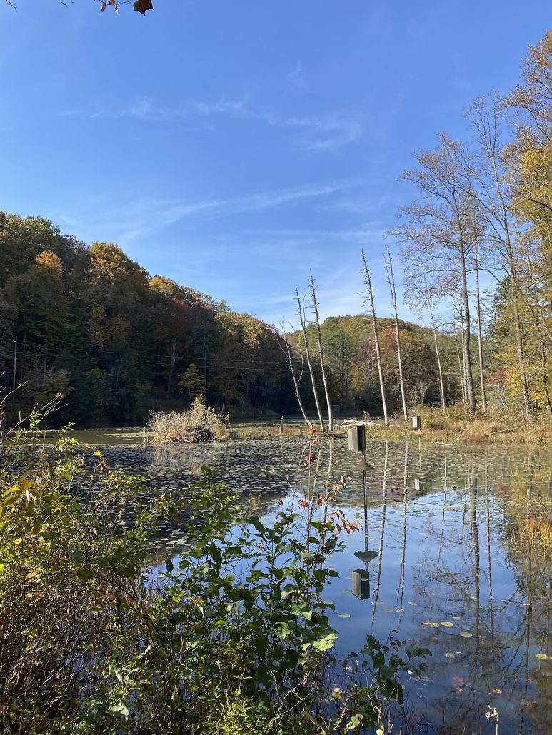A beaver dam in the lake at Wahkeena Nature Preserve near Hocking Hills, Ohio.