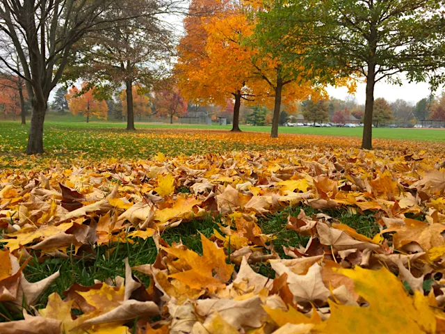 A close up of yellow leaves on the ground and a bright orange tree in Thompson Park.