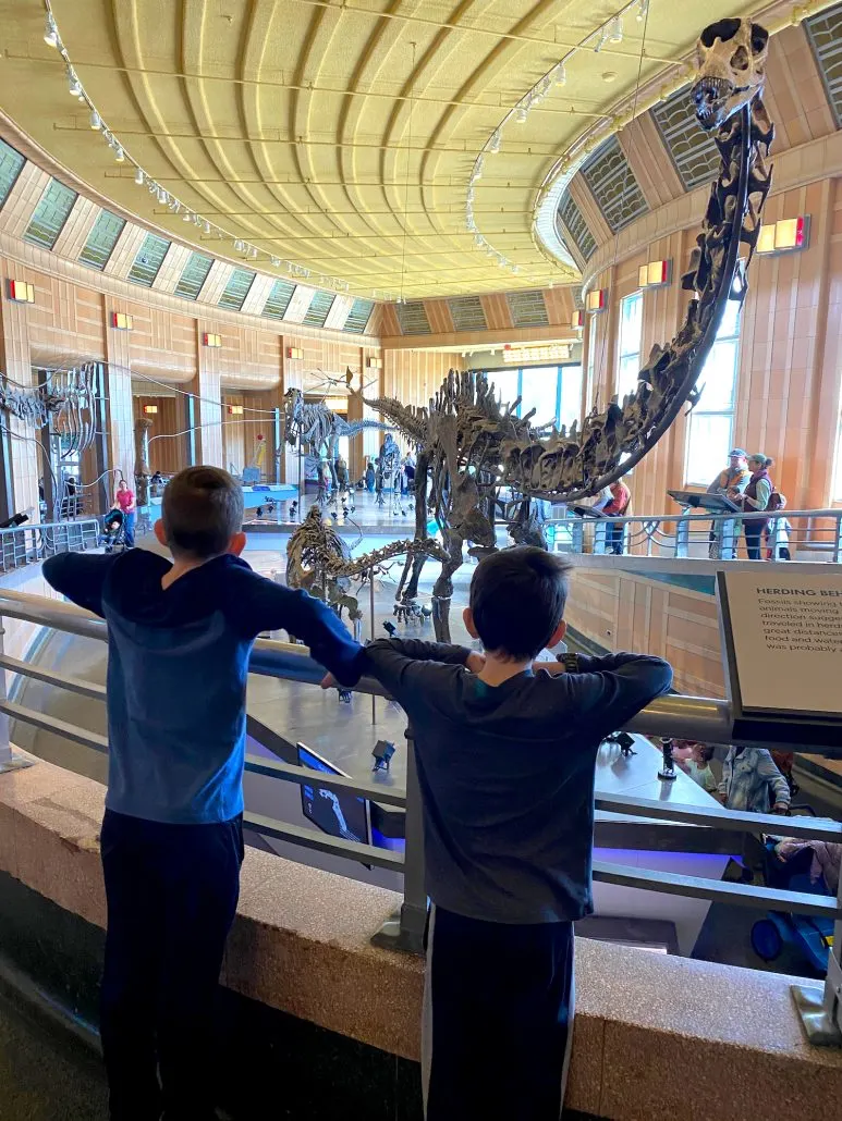 Two boys looking at dinosaur skeletons at the Cincinnati Museum Center.
