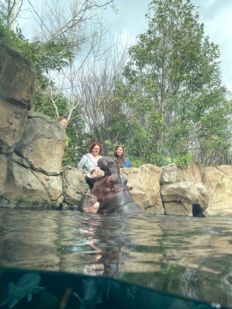 Hippos being fed at the Cincinnati Zoo.