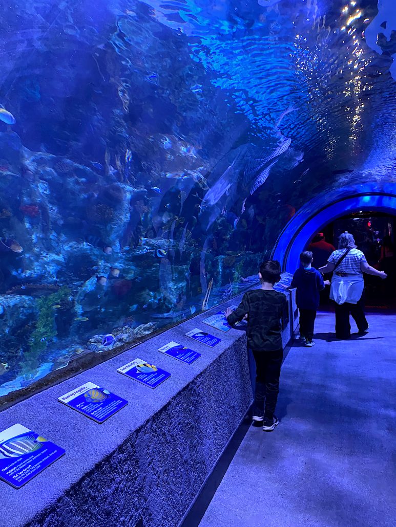 A boy walking through a glass tunnel filled with fish at Newport Aquarium near Cincinnati, Ohio.