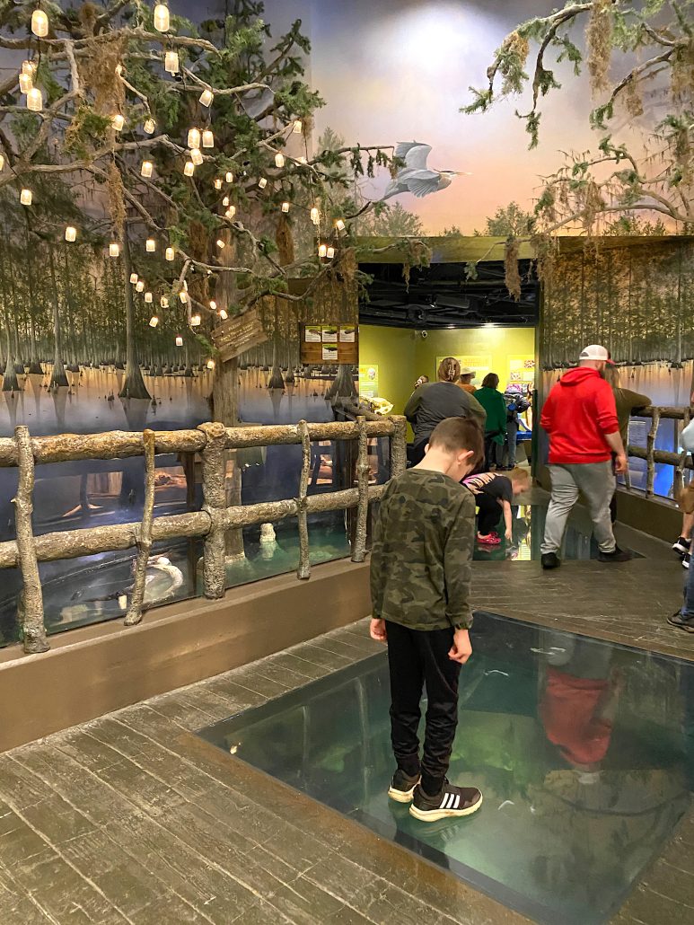 A boy looking down at fish through a glass floor at Newport Aquarium.