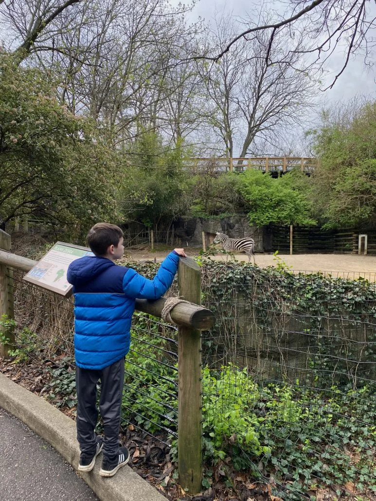 A boy looking at a zebra at the Cincinnati Zoo and Botanical Garden.