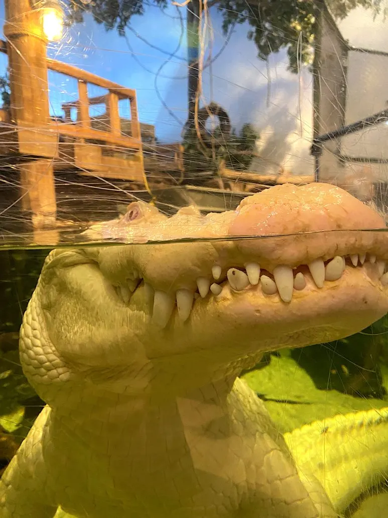 A white alligator at Newport Aquarium.