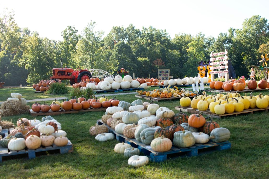 Pumpkins for sale at Olentangy Caverns.