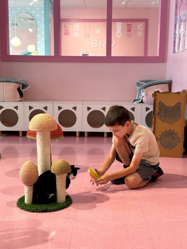 A boy playing with a cat inside the Cat Lounge portion of the cafe.