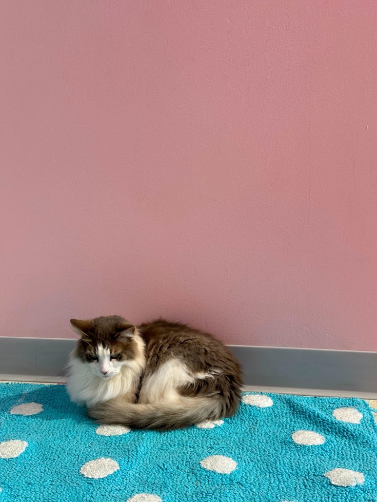 A fluffy cat sitting on a polka-dotted rug.