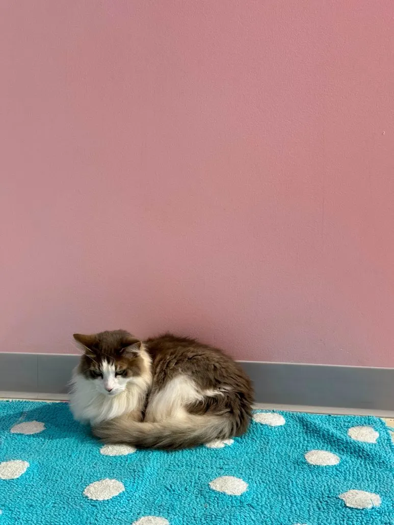 A fluffy cat sitting on a polka-dotted rug.