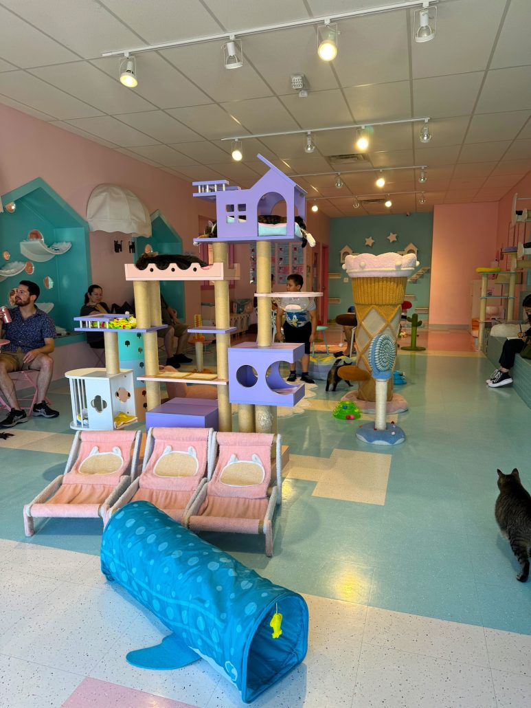 Inside the Cat Lounge at Kitty Bubble Cafe near Worthington, Ohio.