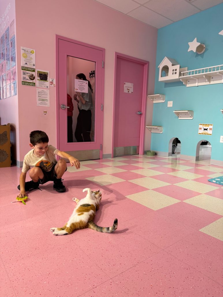 A boy playing with a cat at Kitty Bubble Cafe.