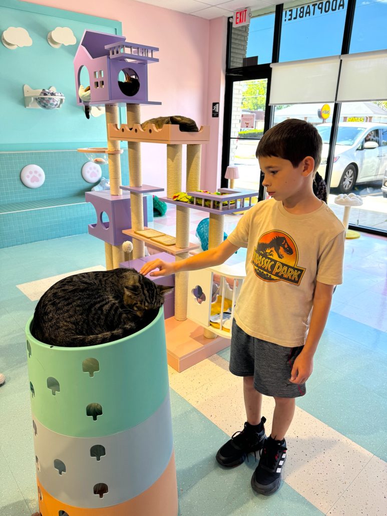 A boy petting a striped cat at the Cat Lounge at Kitty Bubble Cafe.