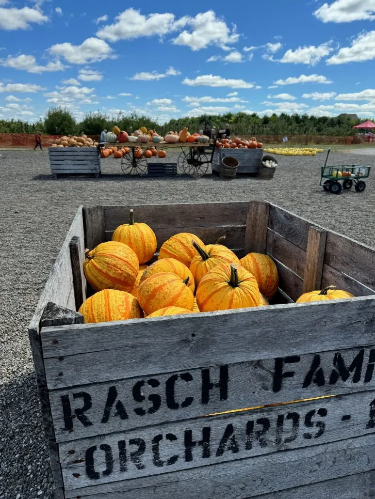 Pumpkins for sale at Orchard & Co.