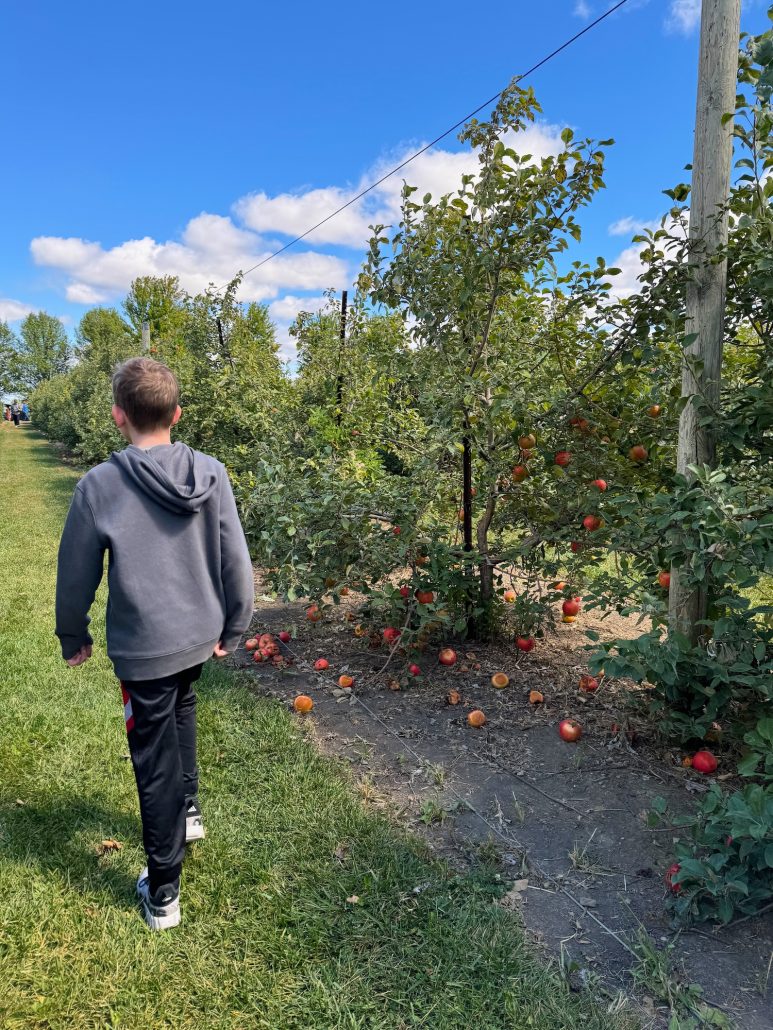 A boy walking through the apple orchard at The Orchard & Company in Plain City, Ohio.