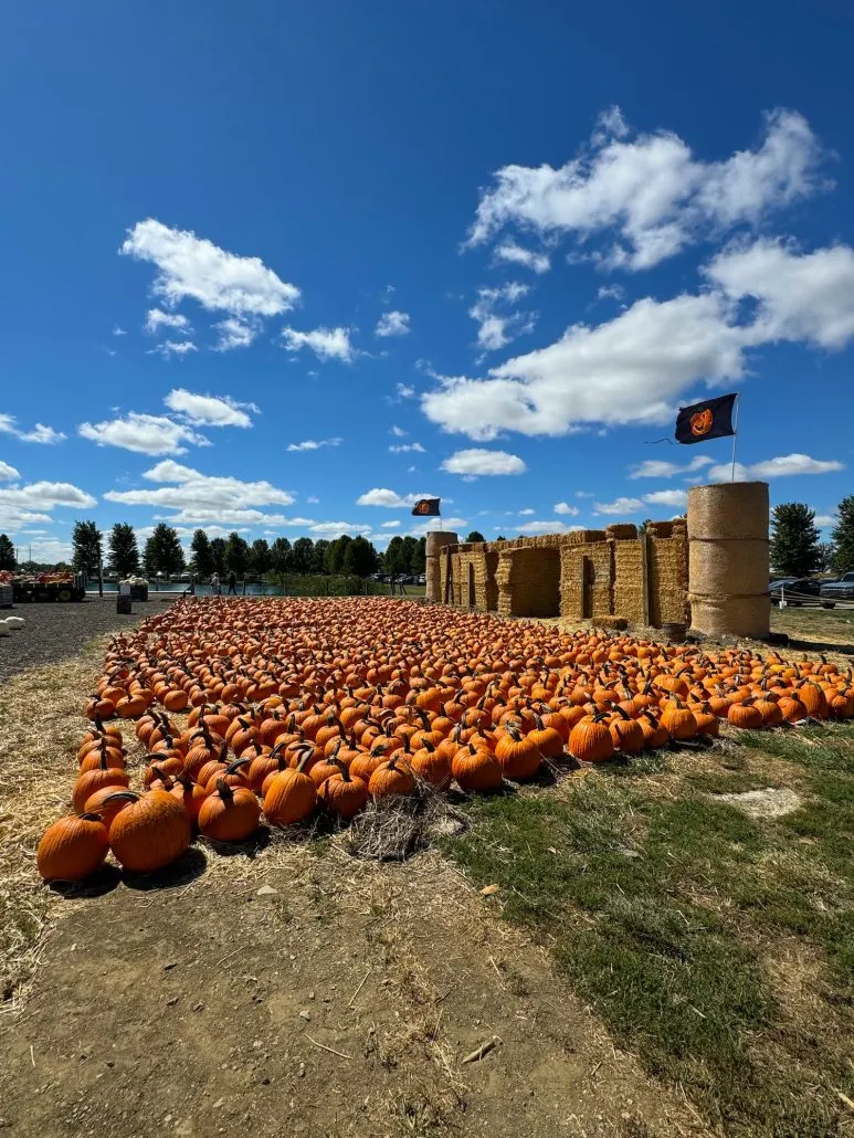 Hundreds of pumpkins laying on the ground in front of hay bales at Orchard & Co.