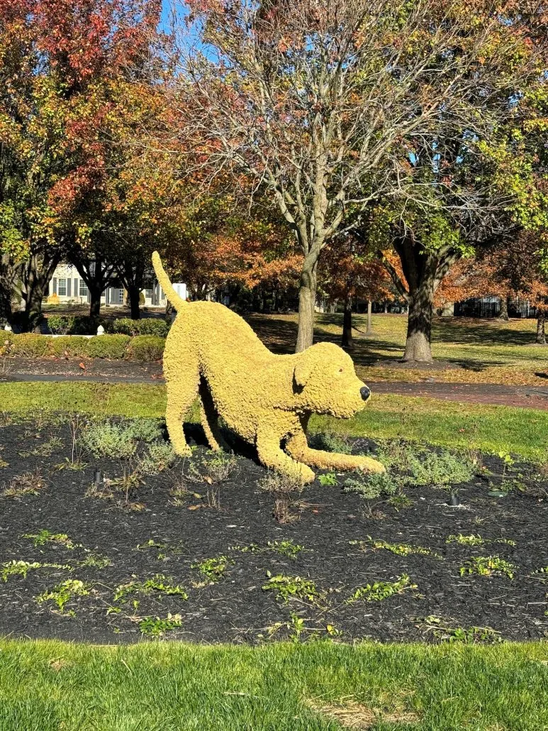 A dog topiary in Dublin, Ohio.