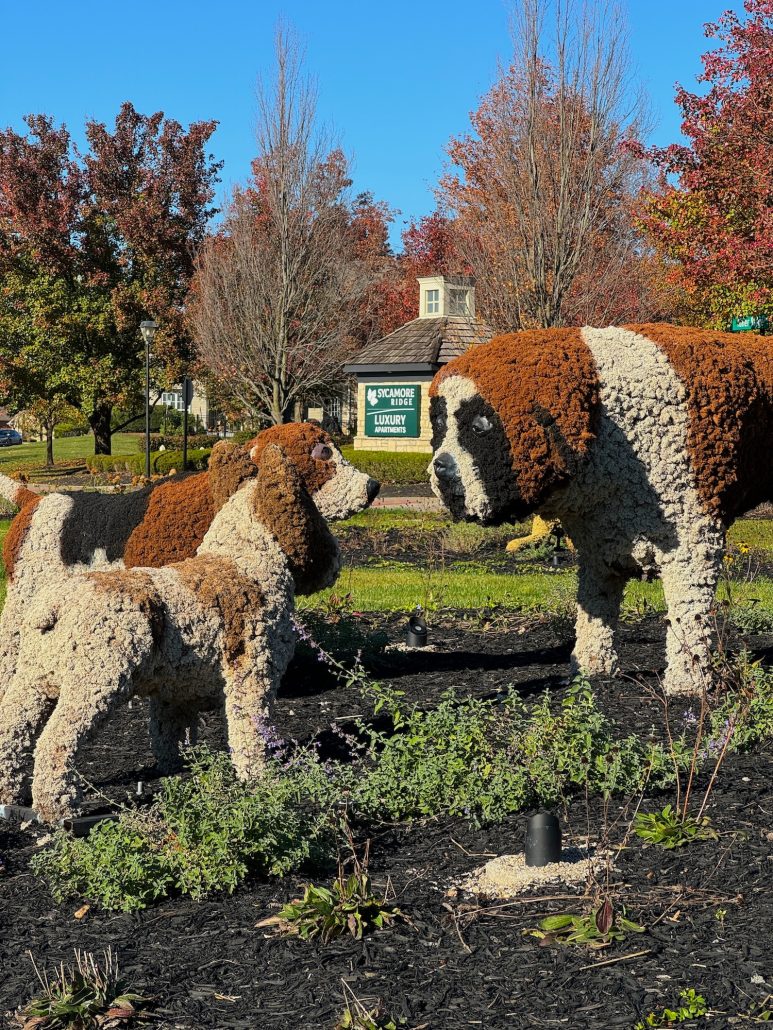 A close up of the three dogs.