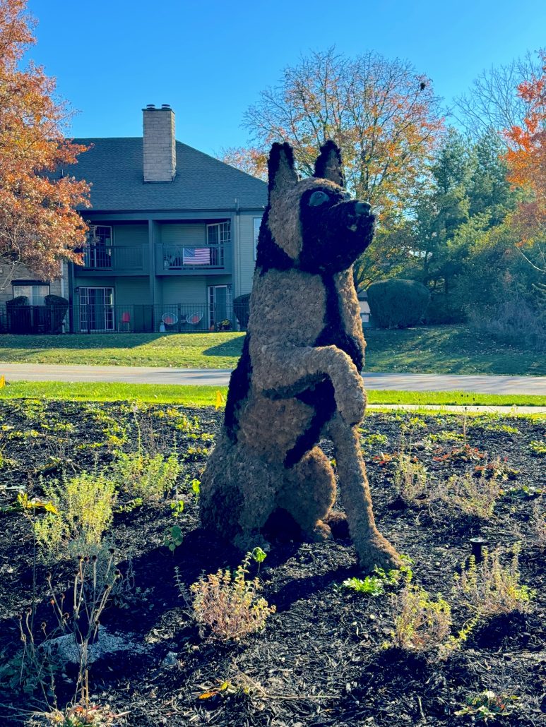 A dog topiary in Dublin, Ohio.